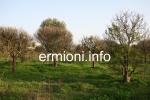 GL 0172 - Plot of land - Wista - Ermioni